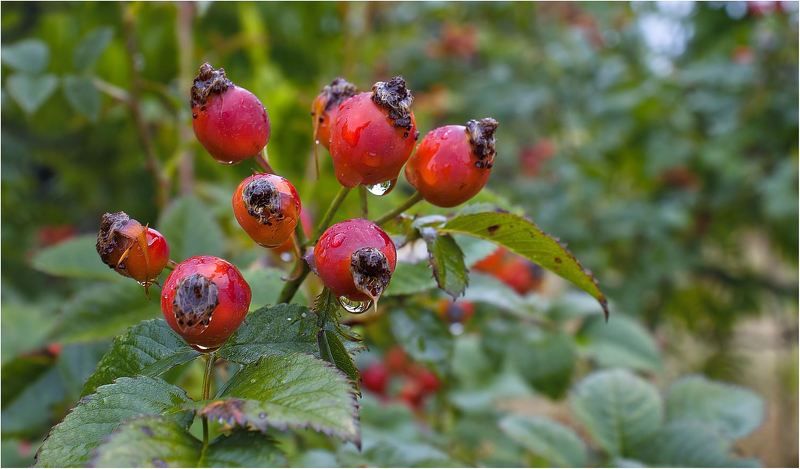 природа Осенней радости...следы... фото превью