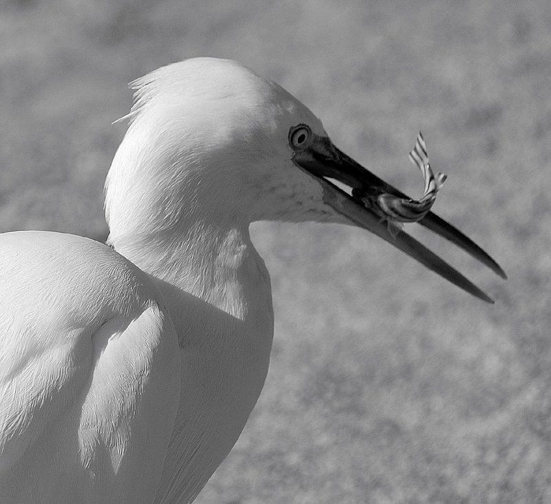 полдник, малая_белая_цапля Кому-то полдник, а кому-то... фото превью