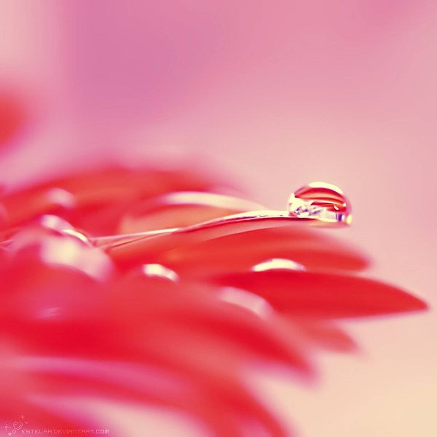 гербера, капли, estelar