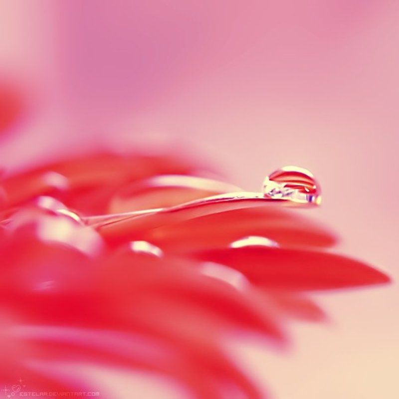 гербера, капли Нерешительность фото превью