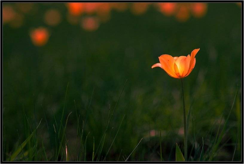 , Качурин Алексей