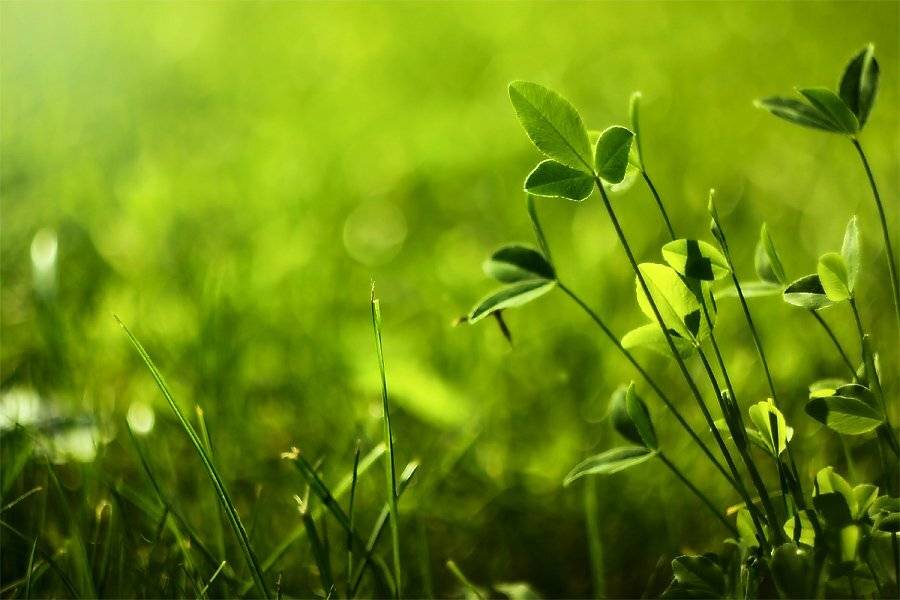 wallpaper, nature, green, leaves, Дмитрий