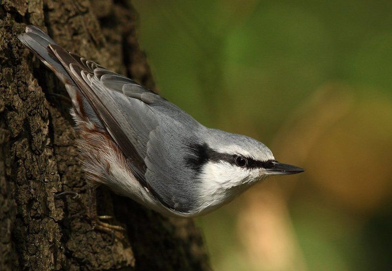 Поползень фото превью