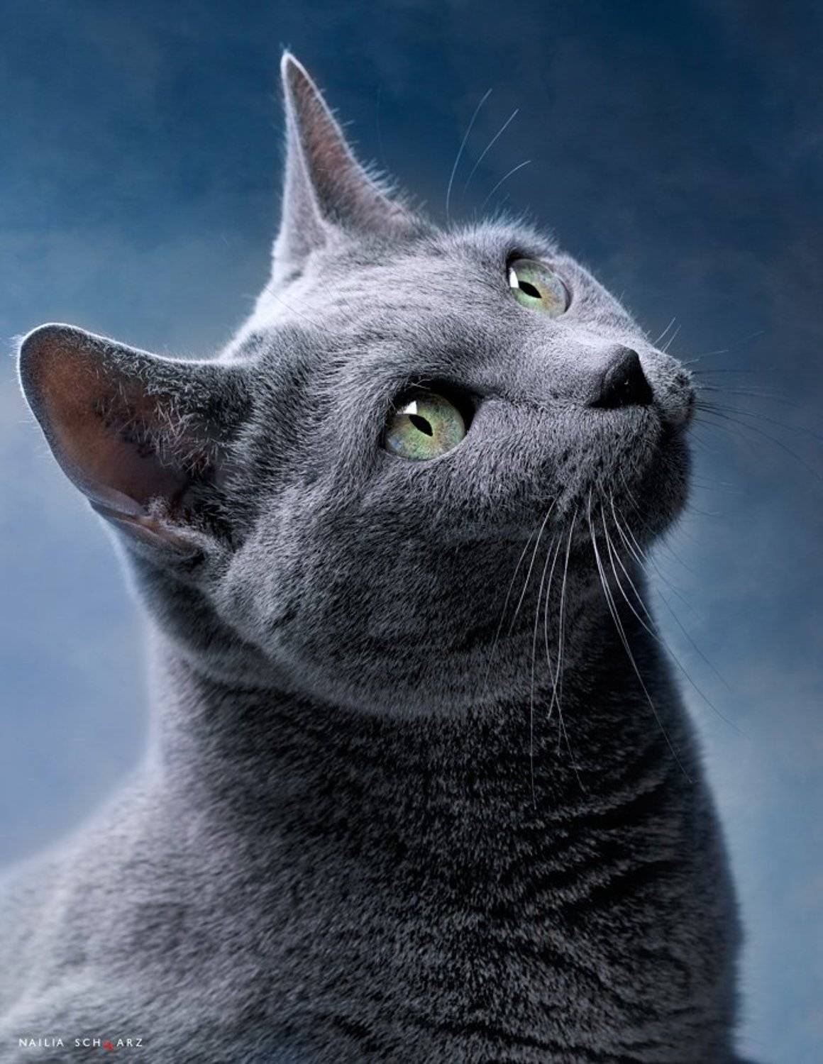 кошка, русская, голубая, Nailia