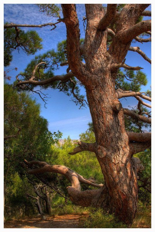 деревья ,крым деревья крыма фото превью