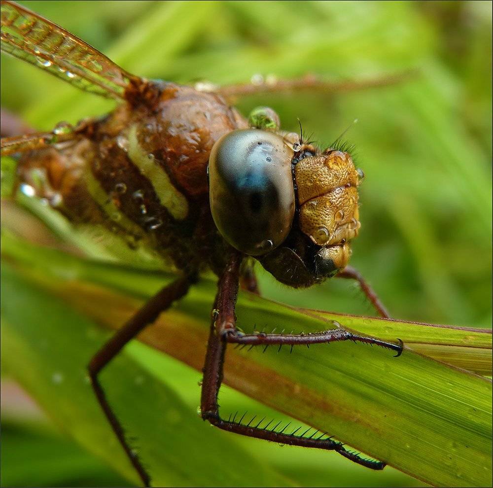 макро, стрекоза, Ольга Хлуднева