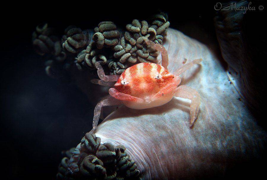 , Оксана Музыка