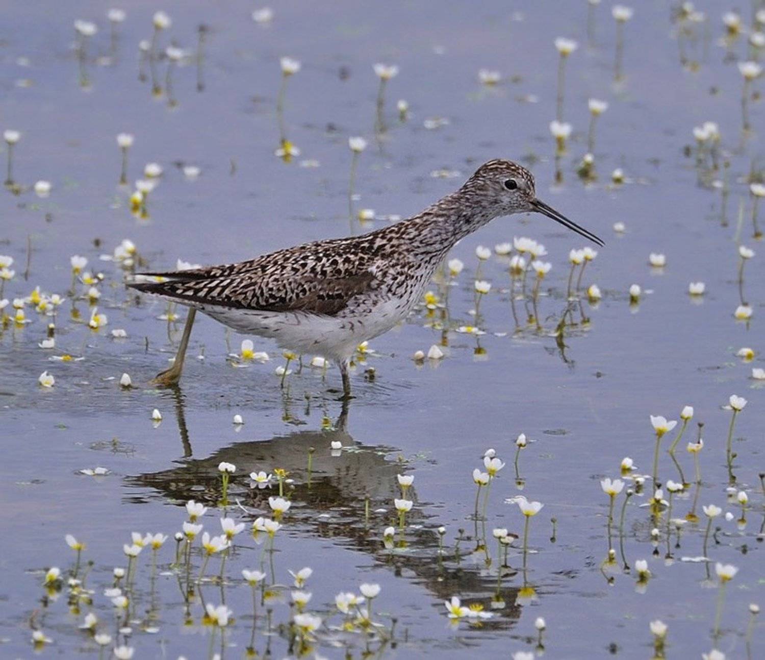 птица,природа,кулик поручейник, Ермолаев Андрей