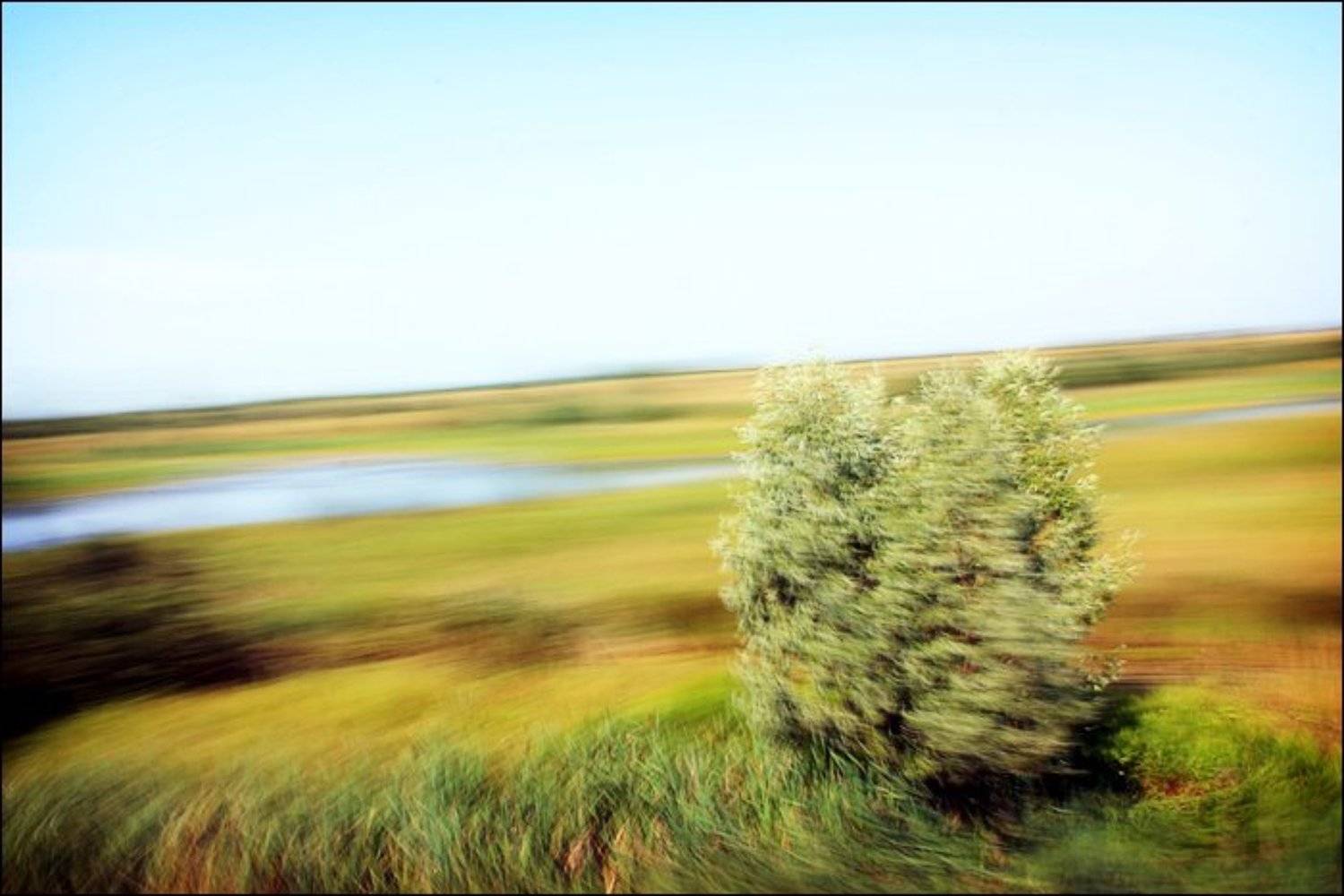 закрутка, куст, дерево, движение, Sergey Nikolayev