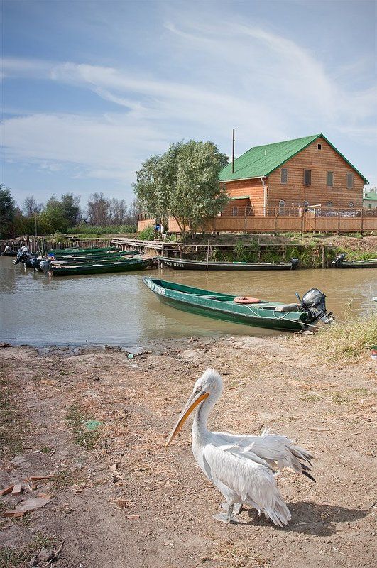 пеликан, рыбаловная, база, ольга, астрахань Астраханский абориген фото превью