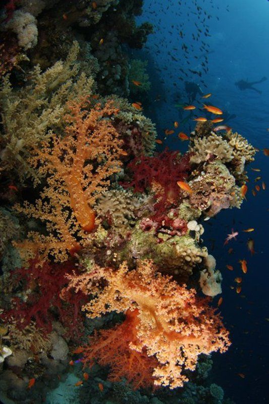 красное, море Цвета осени фото превью