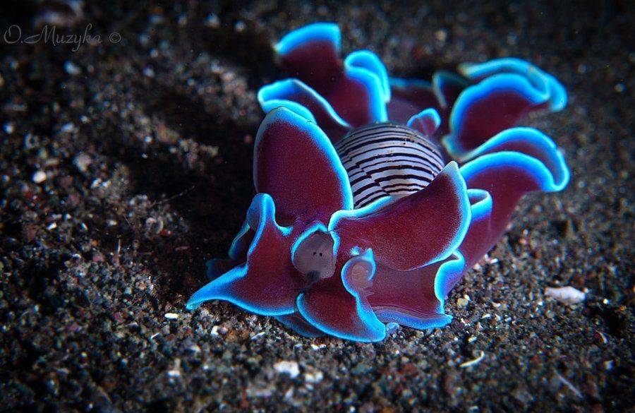 , Оксана Музыка