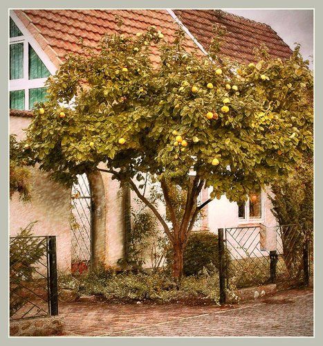 Айвовое дерево на Георгиновой улице..