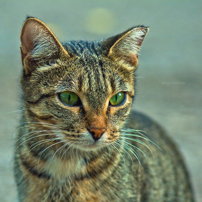 кошка, портрет, юпитер 37а, животные *** фото превью