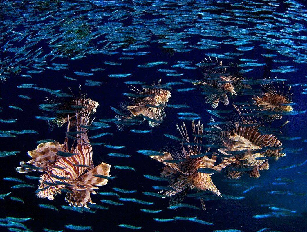 красное море,крылатка, Матвеев Николай