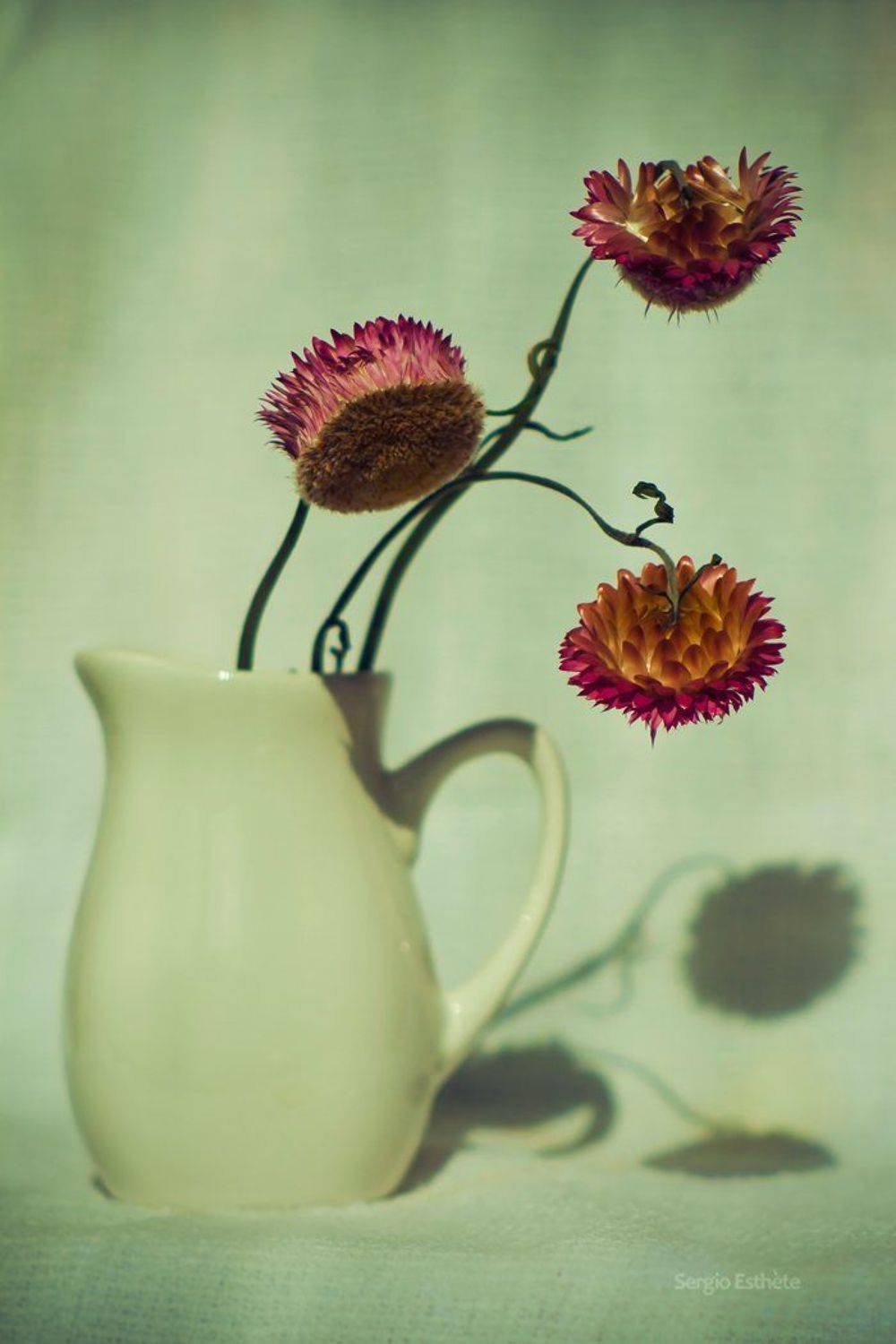 бессмертник, натюрморт, цветы, ваза, Sergio Esthete