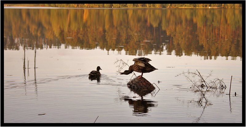 Утиные истории фото превью