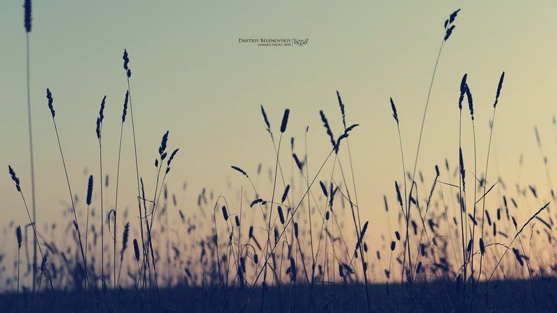 трава, закат sunset фото превью
