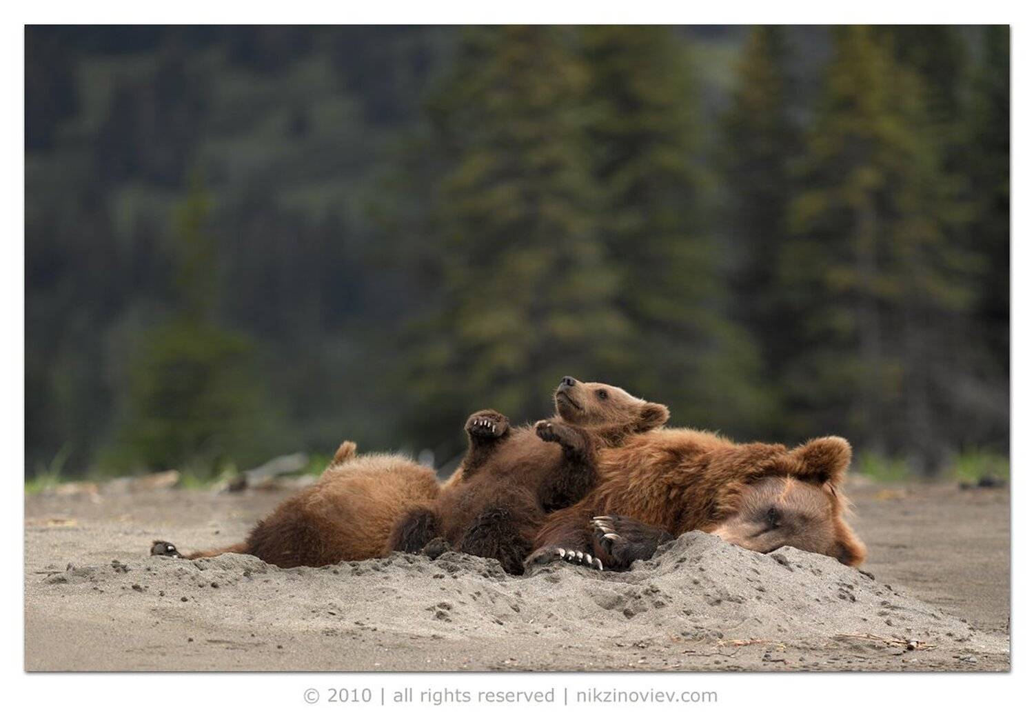 медведи, мишки, аляска, сша, дикие животные, николай зиновьев, фотограф дикой природы, Николай Зиновьев