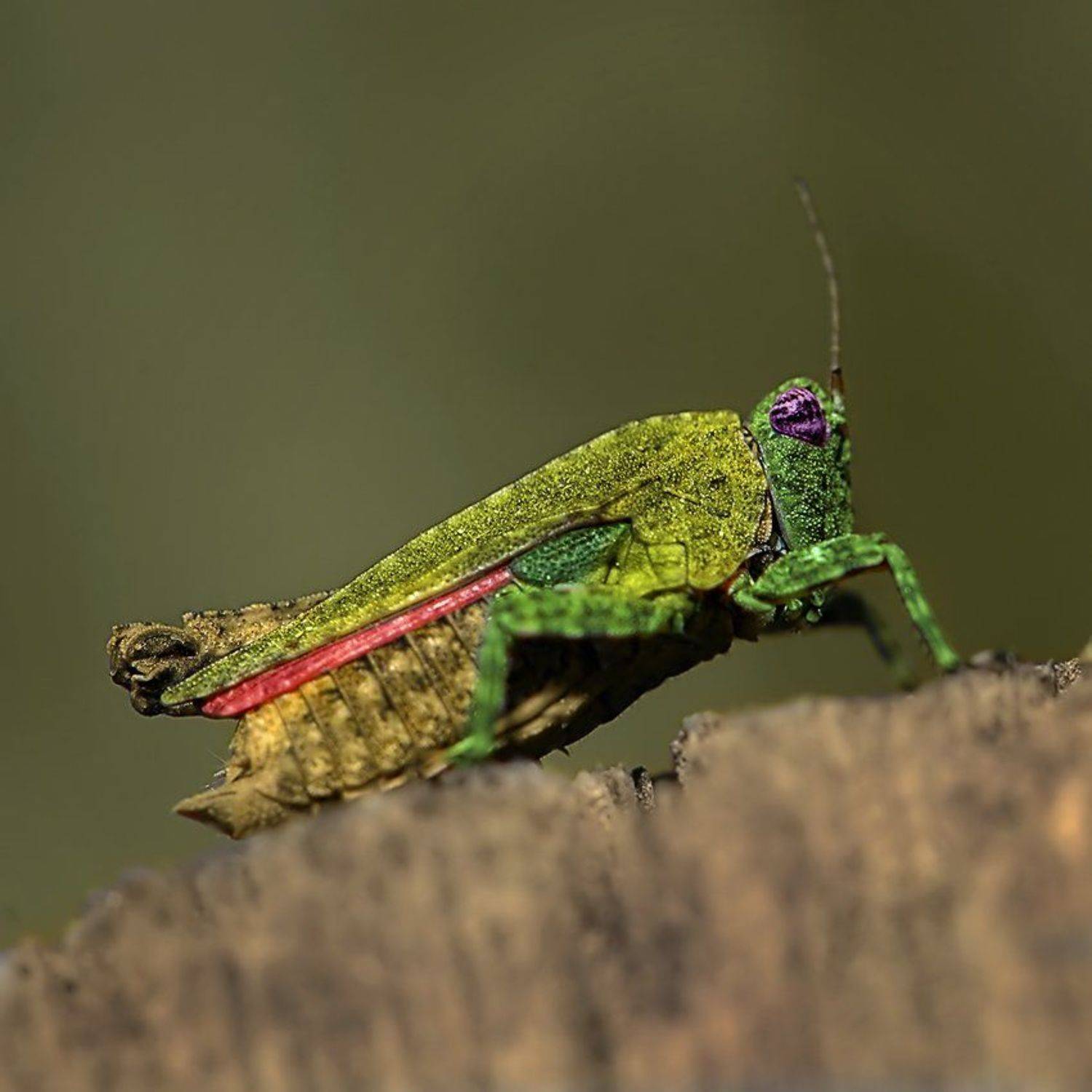 , Андрей Романов