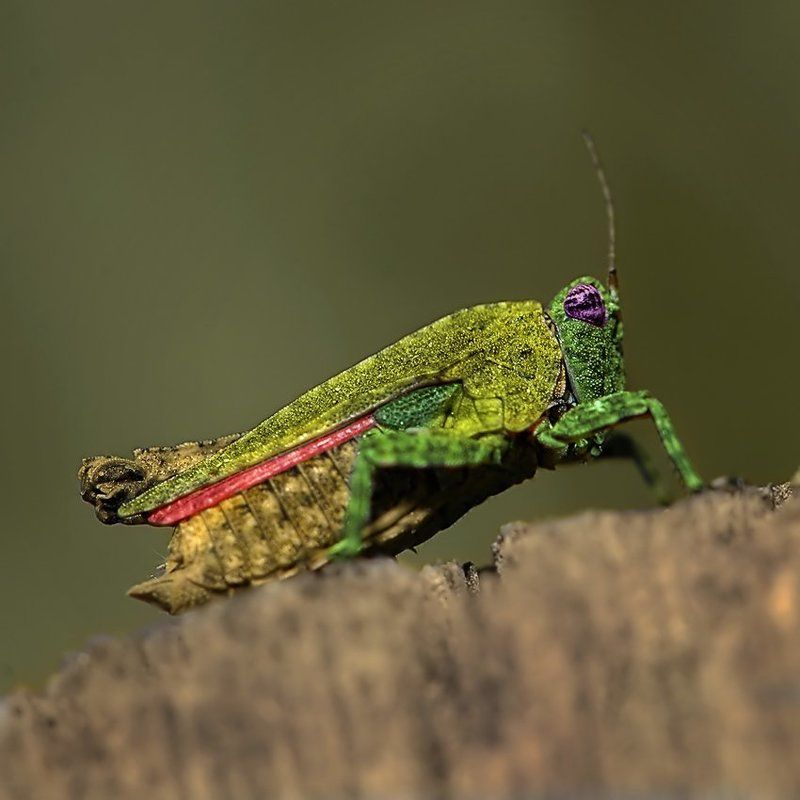 Р У Б Л И К фото превью