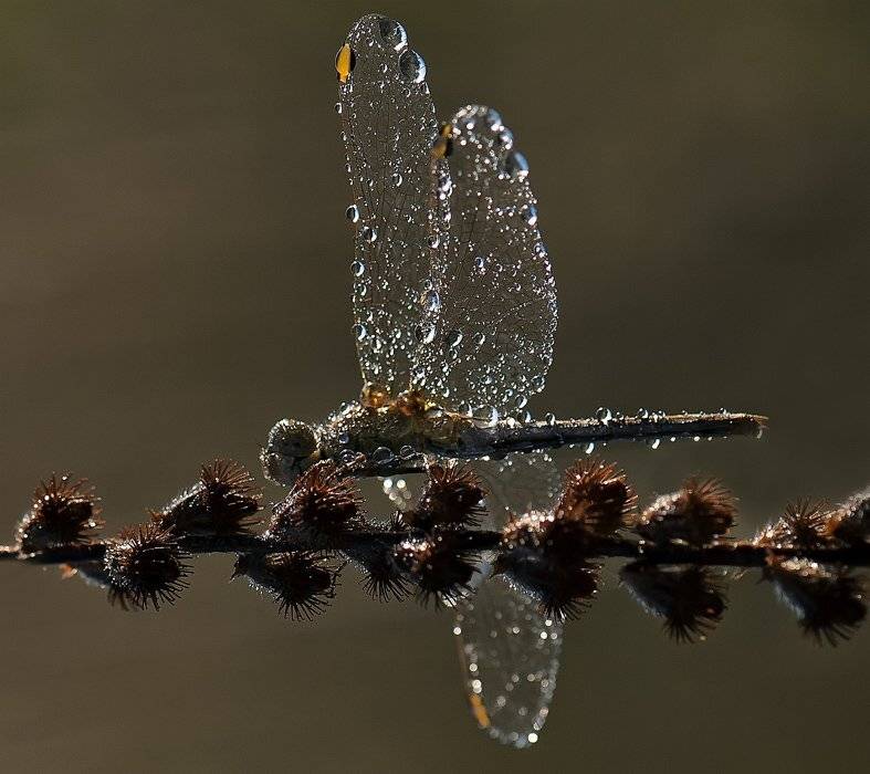 стрекоза, Татьяна Аверина