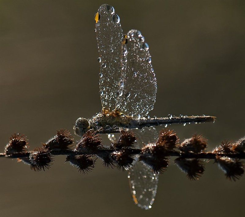 стрекоза Хрупкая красота... фото превью