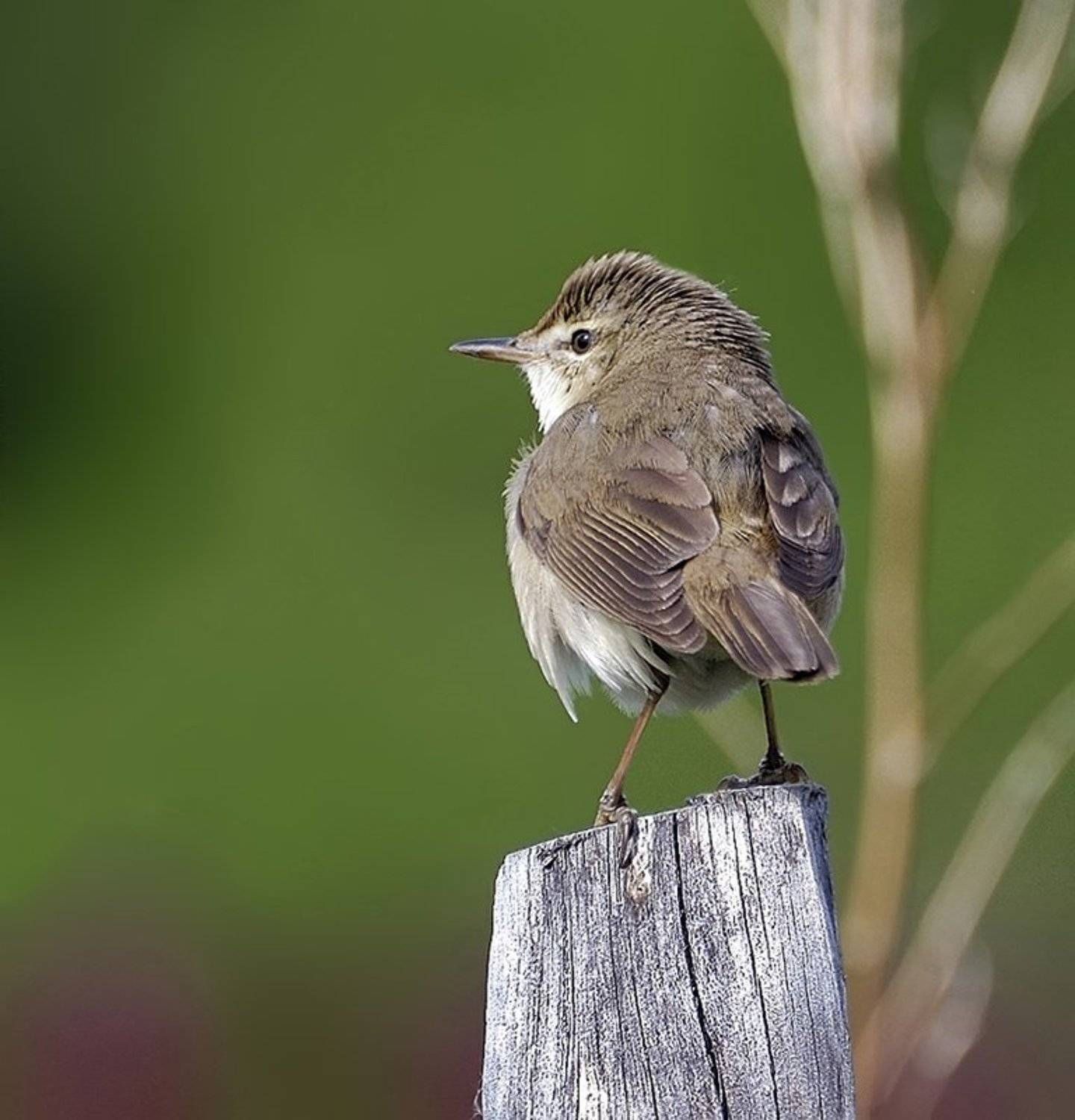 птица,болотная камышевка, Ермолаев Андрей