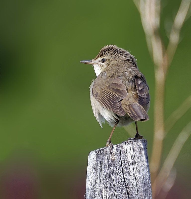 птица,болотная камышевка Обернись! фото превью