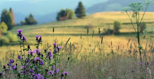 букет для О