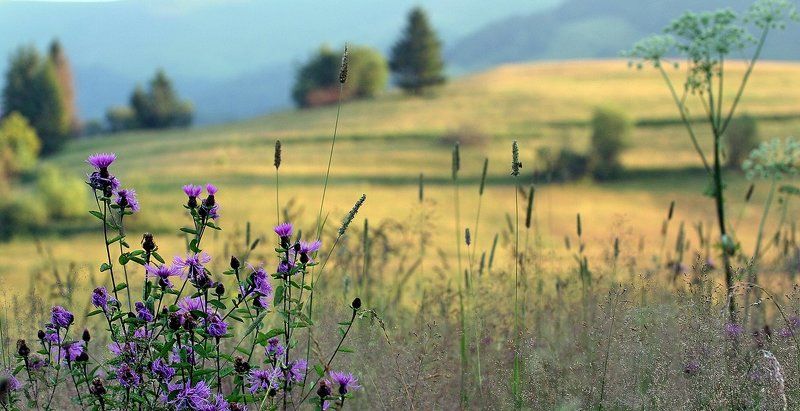 горы, луг, цветы, полонына букет для О фото превью