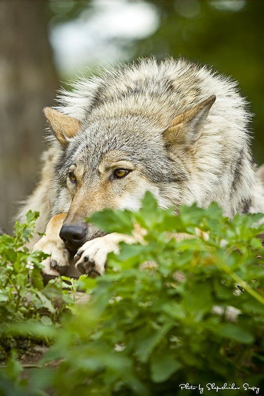 sadness фото превью