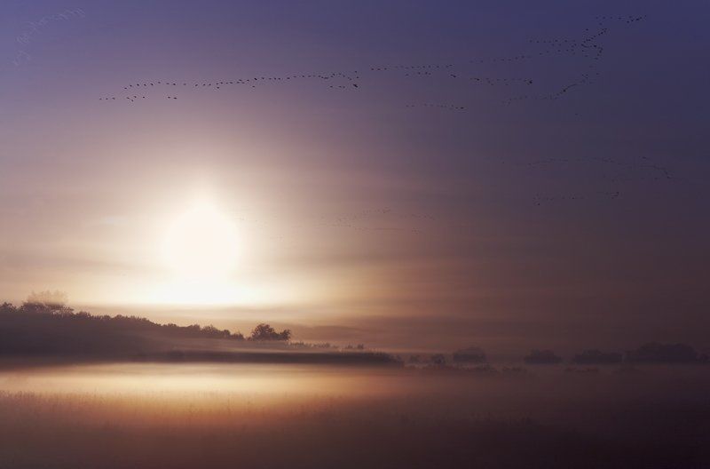 утро, рассвет, птицы, перелёт, туман, осень Перелётные птицы. фото превью