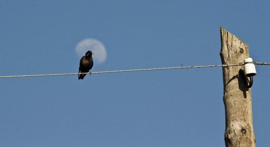 линия эп, скворец, луна, столб, Александр Андреев