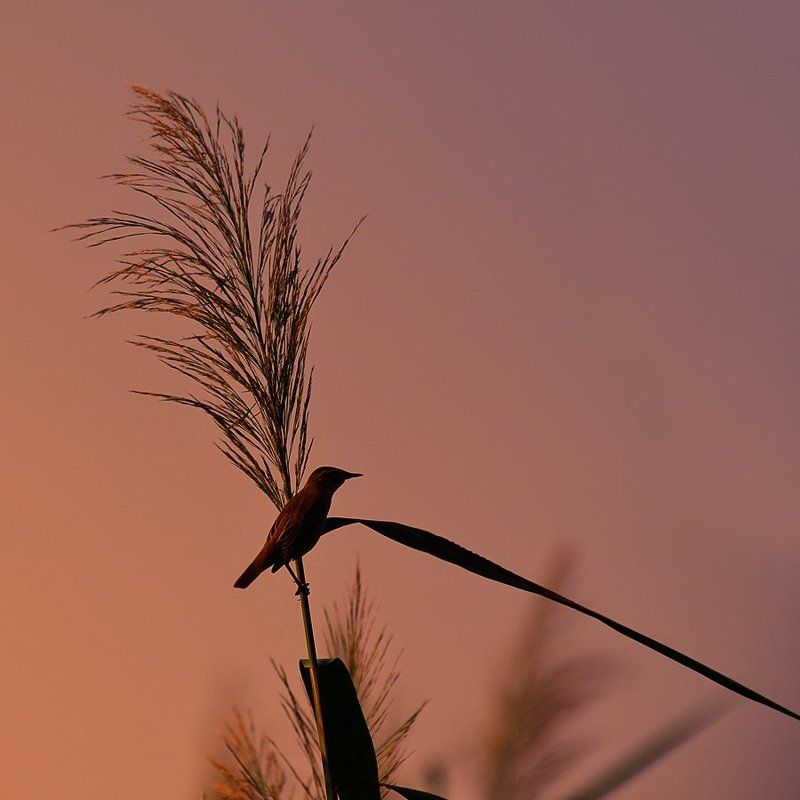 **** фото превью