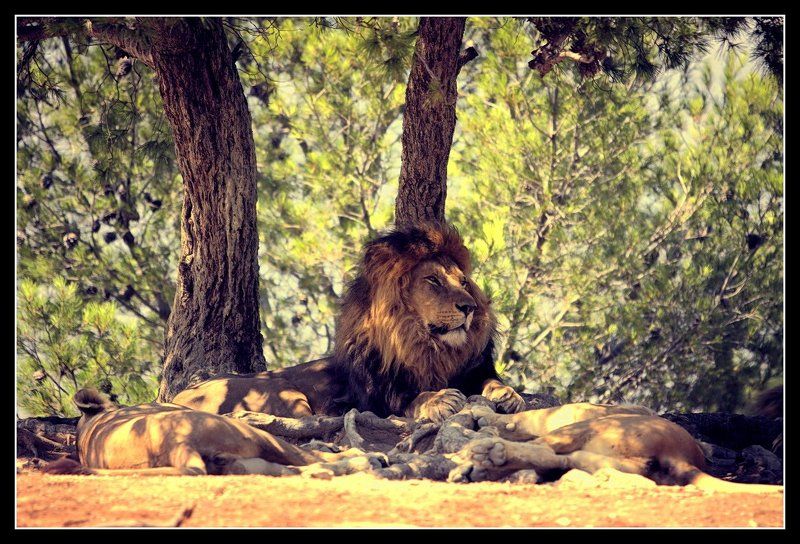 Про царя фото превью