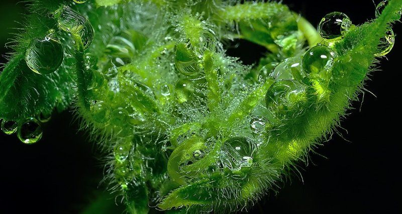 утро, роса Зелёный взгляд твоих прозрачных отражений... (2) фото превью