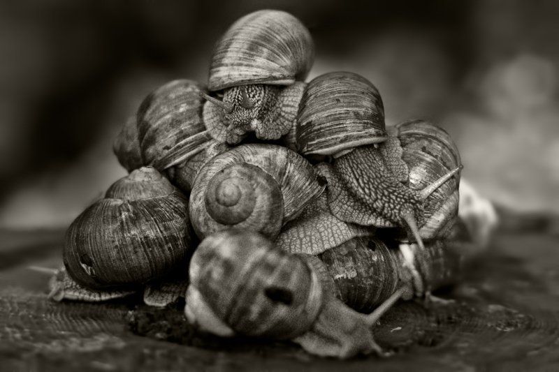 .... фото превью