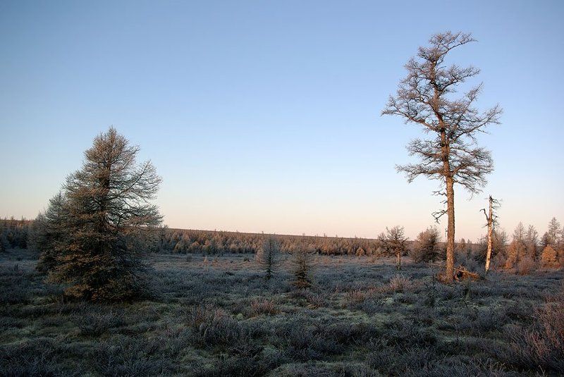 тайга, распадок, предзимье, север Последние дни осени фото превью