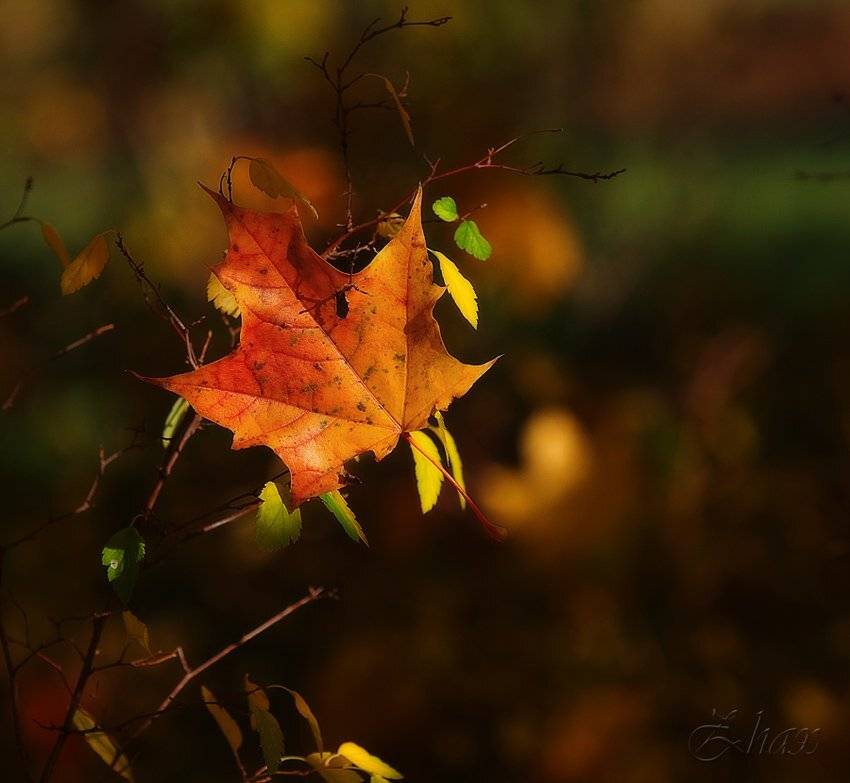 осень, листья, Малыш