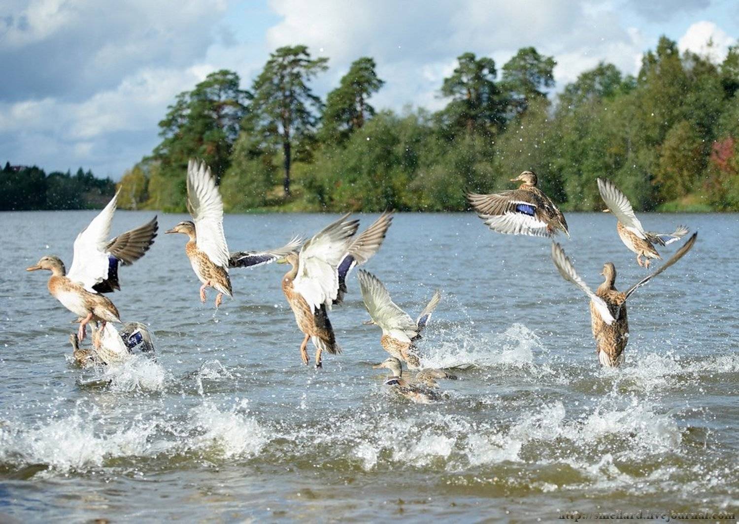 , Александр Ванюков