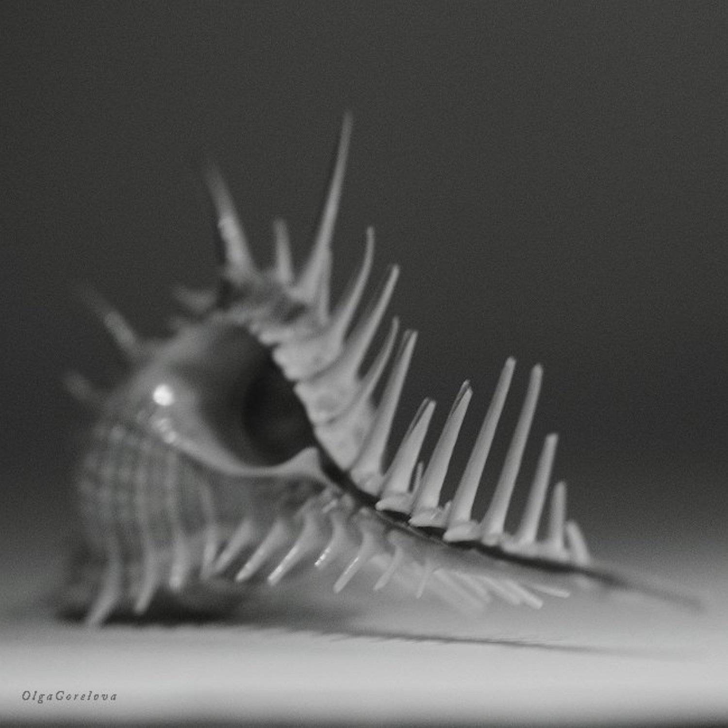 фото, чб, натюрморт, ракушка, Ольга Горелова