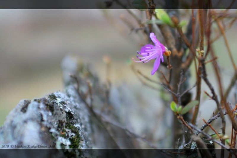 маральник ..наскальный натюрморт.. фото превью