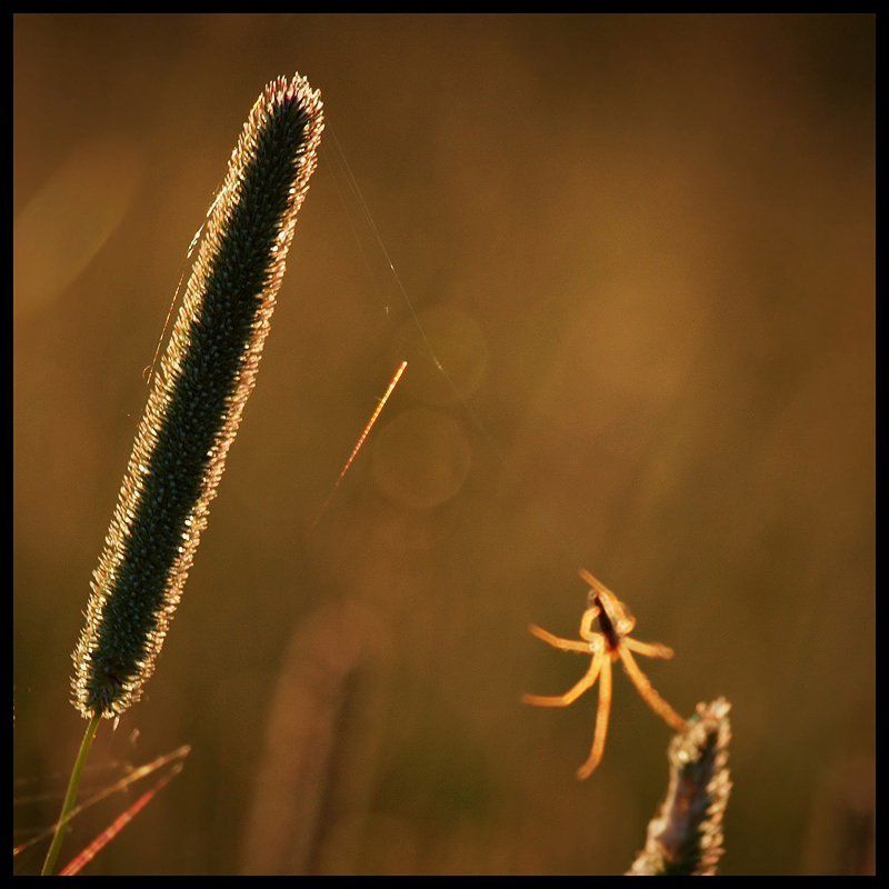 травинка, паук, вечер, свет спать пора фото превью