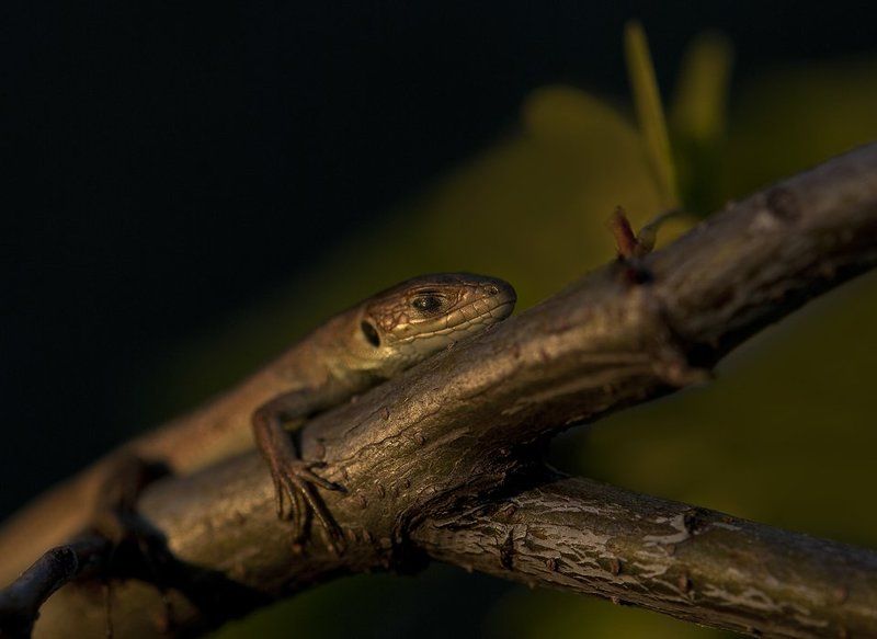 ящерица Релакс в закатных лучах... фото превью
