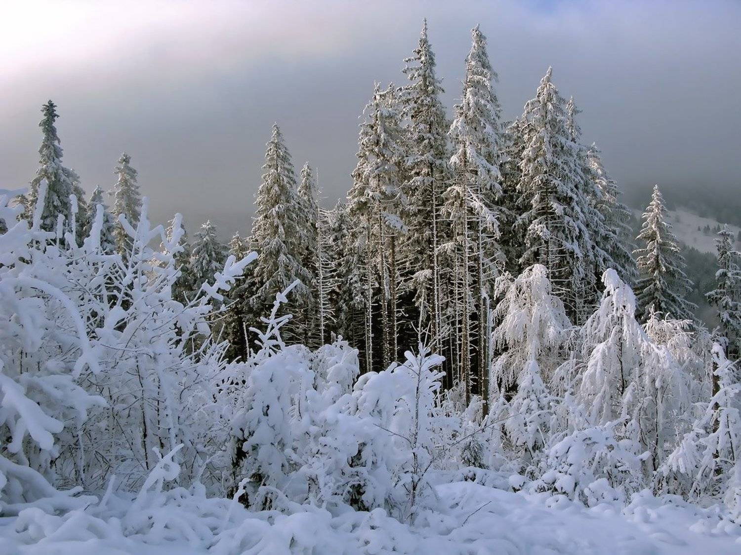 , Vasylevskyy Vitaliy