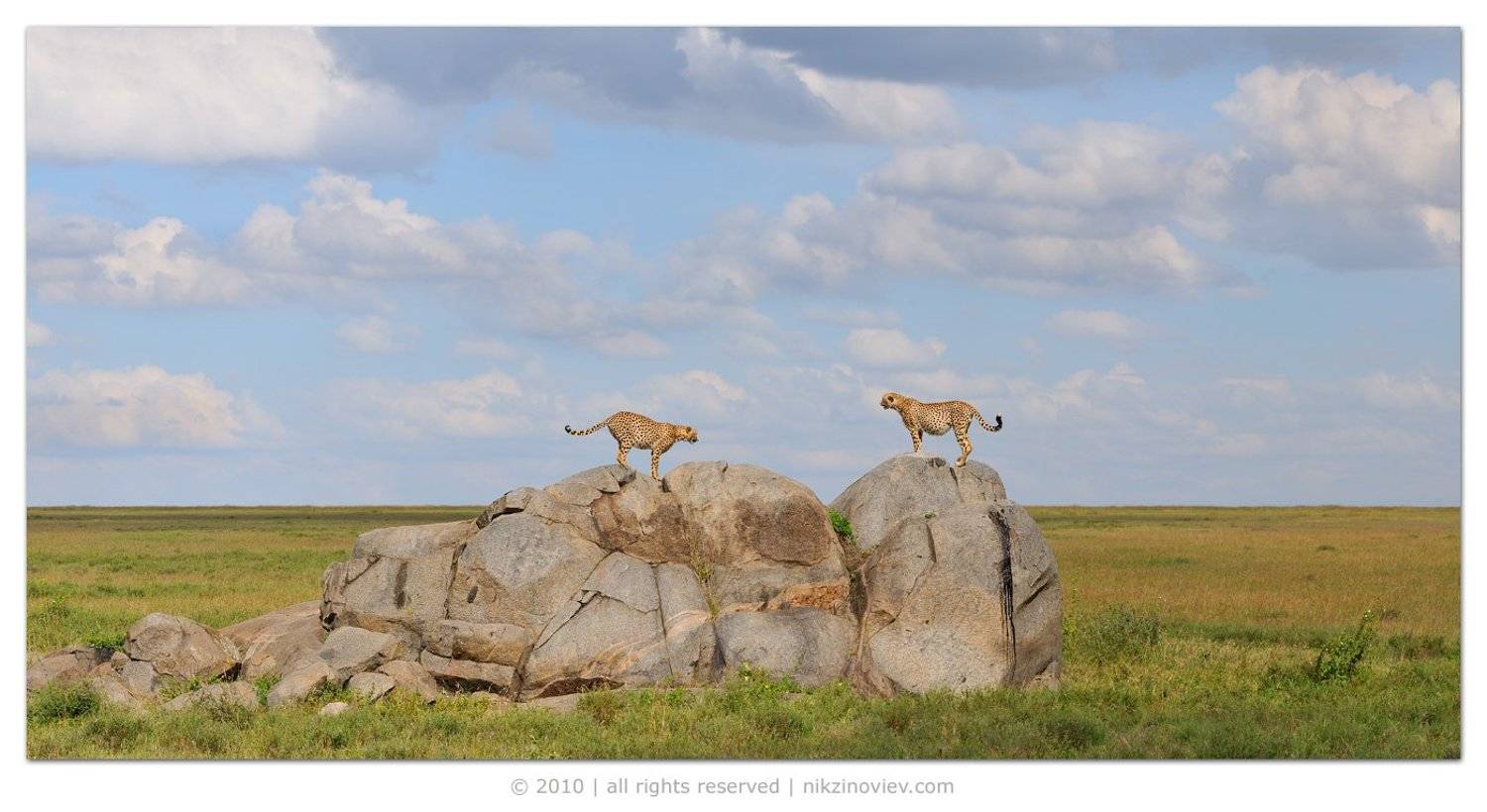 африка, серенгети, гепард, гепарды, николай, зиновьев, Николай Зиновьев