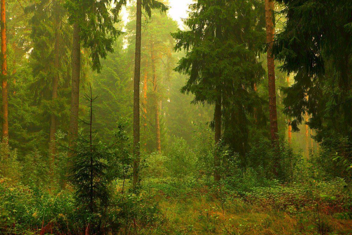 лес, ели, сосны, Сергей