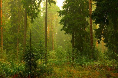 околдованный