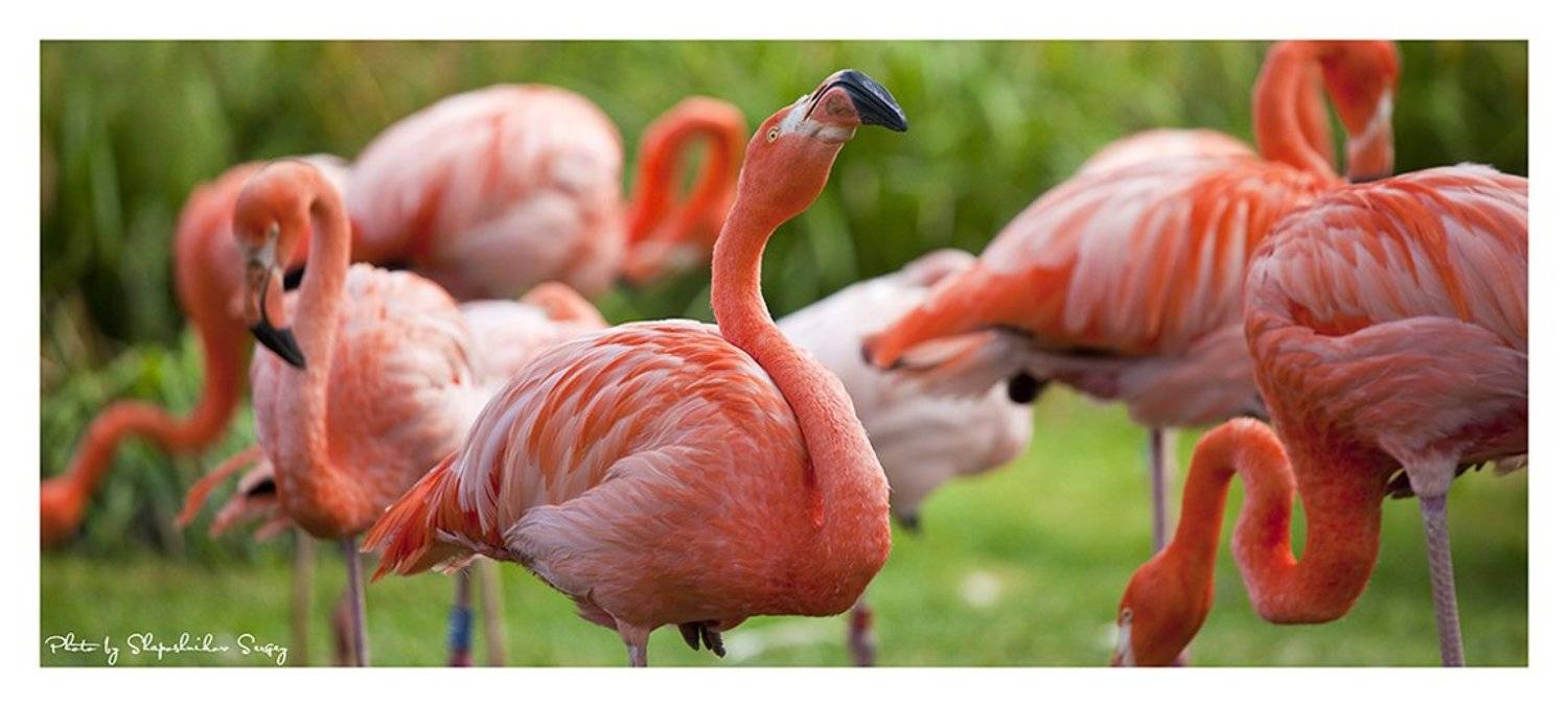 , Sergey Shaposhnikov